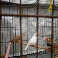 فنچ رسمی تخمگذار