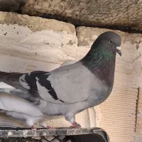 کبوتر|پرنده|سرپل ذهاب, |دیوار