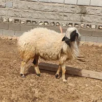 قوچ مخصوص قربانی