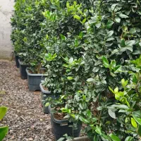 یاس هلندی جعبه ۴۰ و سطل ۱۰