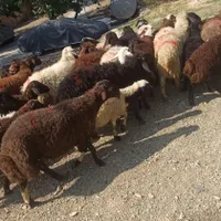 عقیقه گوسفند برا بچه درهمه نوع زنده وسالم بهداشتی|حیوانات مزرعه|تهران, شاهد|دیوار