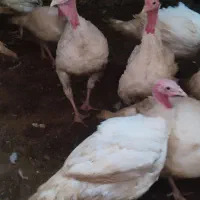 بوقلمون گوشتی