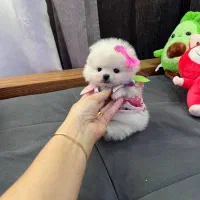 پامرانین خرسی/ پودل عروسکی / شیتزو فلت/ سگ فنجونی