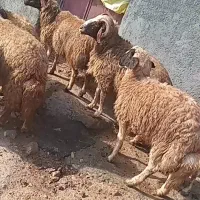 7 عدد قوچ داشتی چاق