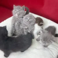 گربه آنفولد/گربه گوش صاف/ا سکاتیش آنفولدد