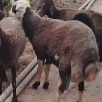 بره قوچ افشاری