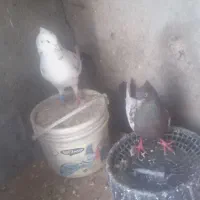 کبوتر