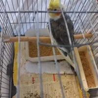 عروس هلندی سینامون