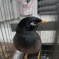 مینا سخنگو بازیگوش