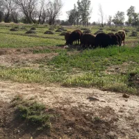 بره