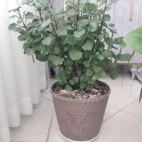 گل زیبا سرحال