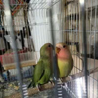 جوجه طوطی کوتوله