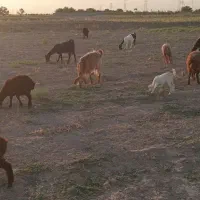 شیر  و دوغ ماست بز وگوسفند گله بیابان