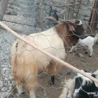 بز نر برای قربانی