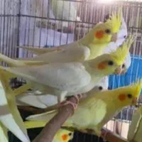 عروس هلندی سفید و زرد