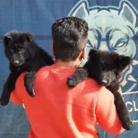 بلک ژرمن شپهزد شولاین موبلند