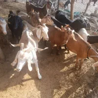 بز  چاق