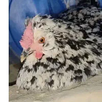 جوجه ۵ روزه