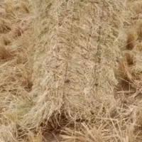 کاه کمیل شالی خشک