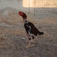 خروس لاری