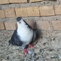 کبوتر