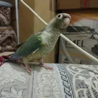 گرینچیک بانژاد پاین اپل