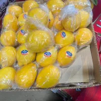 پخش تخصصی میوه تره بار