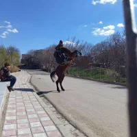 اسب‌کرد‌‌نریان‌