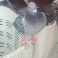 پرنده