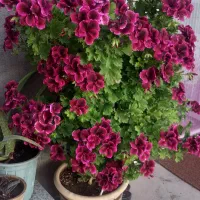 گل طبیعی با گلدان بزرگ