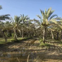 فروش۲۰۰ نخل جوان آبپخش