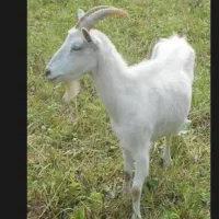 یک راس گوسفند گمشده