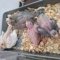 جوجه عروس هلندی سرلاکی