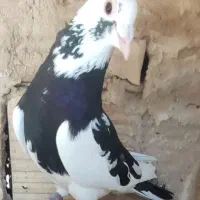 .پلنگ.قعره کرمونی. کله کاکلی.قعره یهودی سرخ
