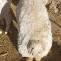 فروش شیشک قوچ