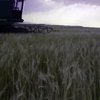 یک عدد کمباین جاندیر  ساده  کلش