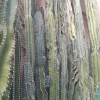 فروش کاکتوس سرئوس