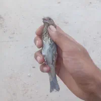جوجه سهره سرخ