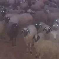 گوسفند