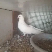 کبوتر