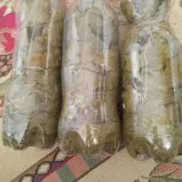 برگ تازه انگور