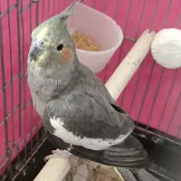 عروس هلندی ماده مست
