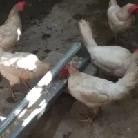 فروش 7عدد مرغ تخمگذار