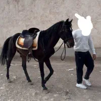 نریون کرد