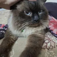 واگذاری گربه نژاد هیمالین،پسر اروم