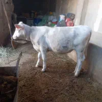 شارلوله ماده