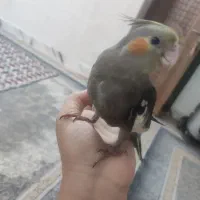 مرغ عروس