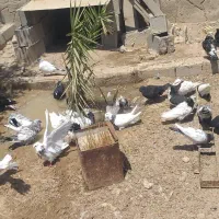 حراج کله کبوتر