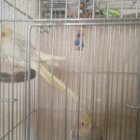 یک جفت عروس هلندی به همراه جوجه ها