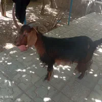 بزغاله ماده چاق